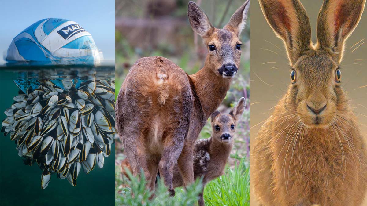 British Wildlife Photography Awards 2024, éstas son las fotos ganadoras
