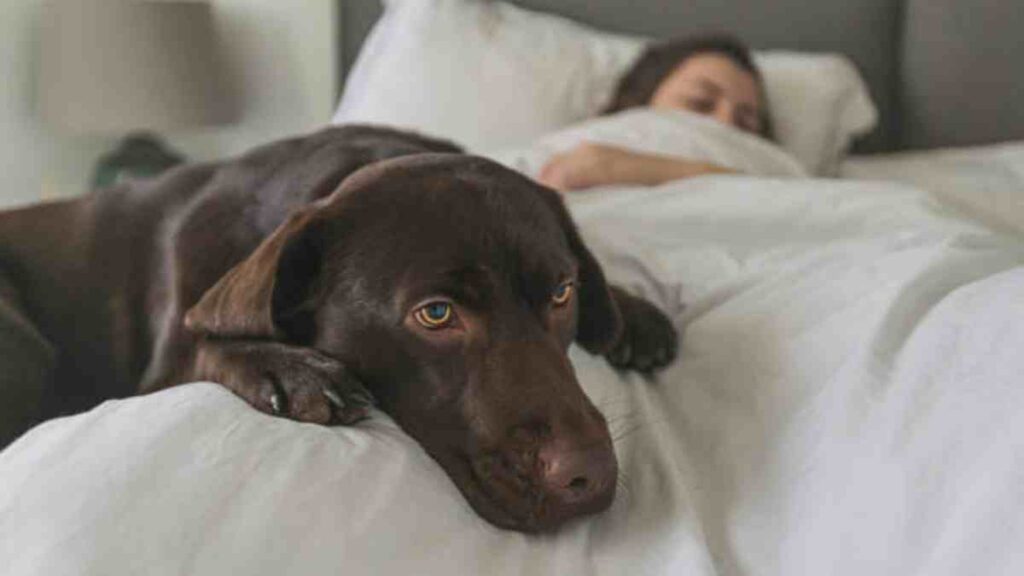 Ventajas y desventajas de dormir con tu perro