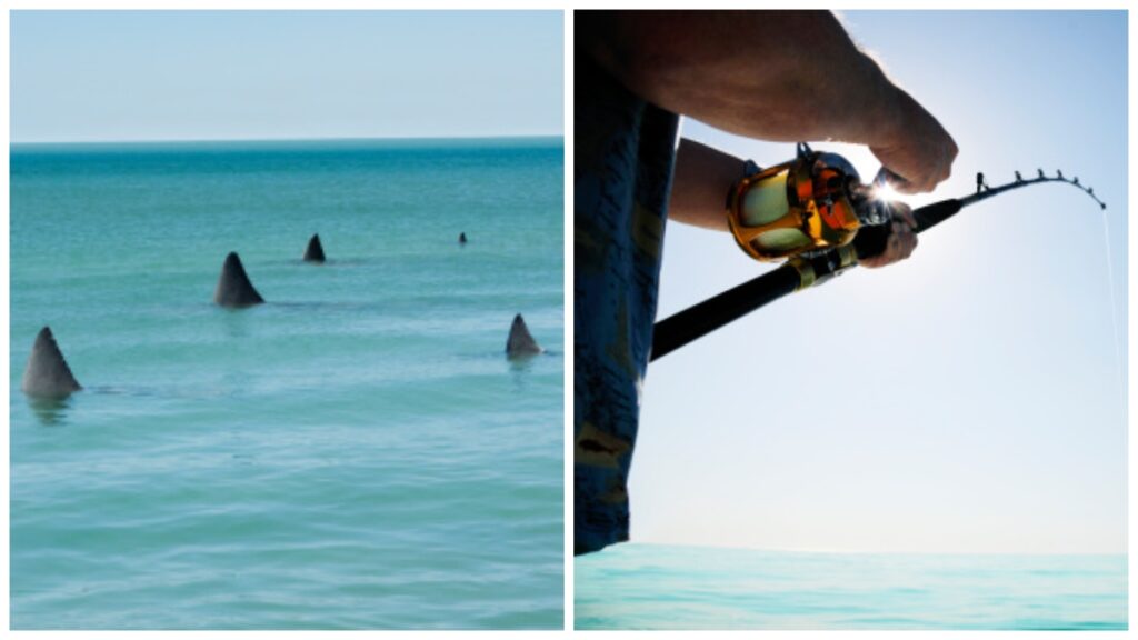 Tiburones enfurecen y atacan bote! en Florida.