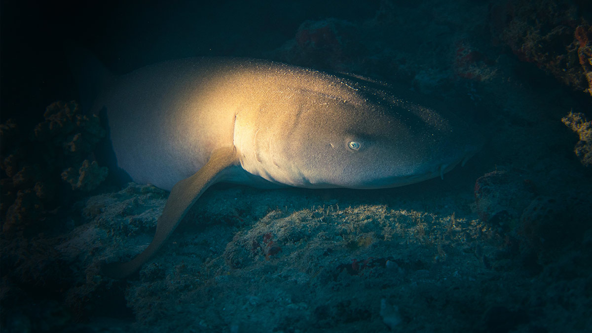 Descubren en Tailandia un “tiburón fantasma” con una cabeza enorme y ojos iridiscentes gigantes