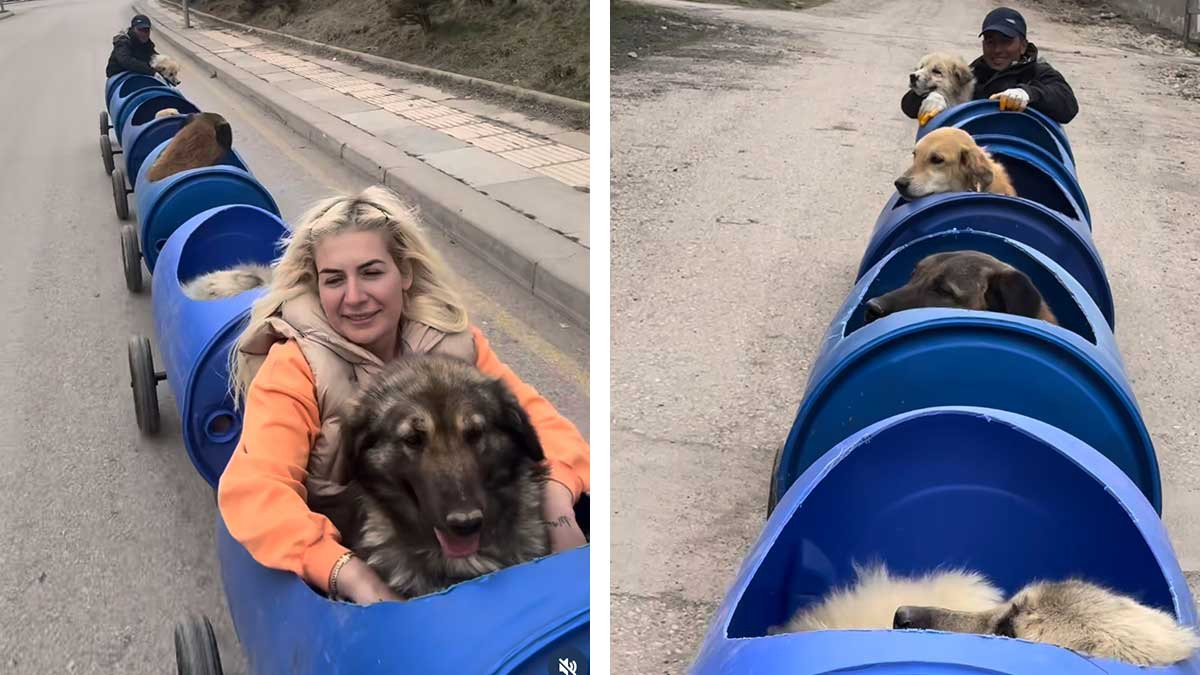 Mujer construye trenecito para darles paseos a perros discapacitados en su refugio