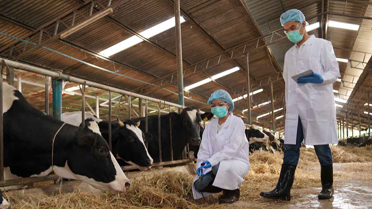EU detecta gripe aviar en leche; el riesgo de infección humana es bajo