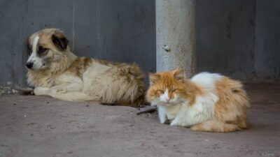 150 euros a quienes adopten un perro o gato abandonado es lo que ofrece el gobierno de Galicia