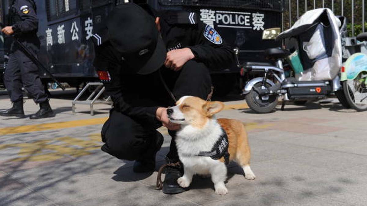 ¡Teman, maleantes! Él es Fu zai, el primer perro corgi que se convirtió en policía de China; aquí te lo presentamos