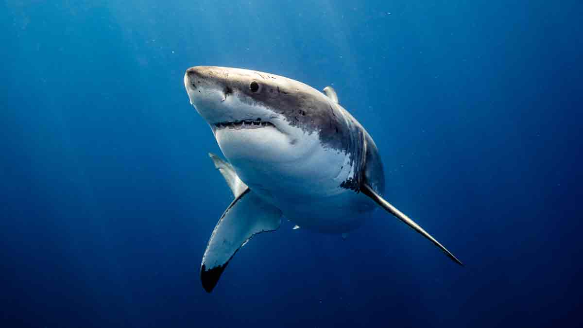 Descubren un antiguo pariente gigante del tiburón blanco en México