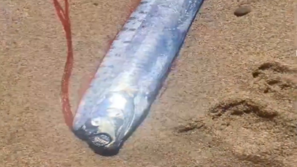 Aparece pez remo en La Paz, Baja California Sur; ¿vienen catástrofes?