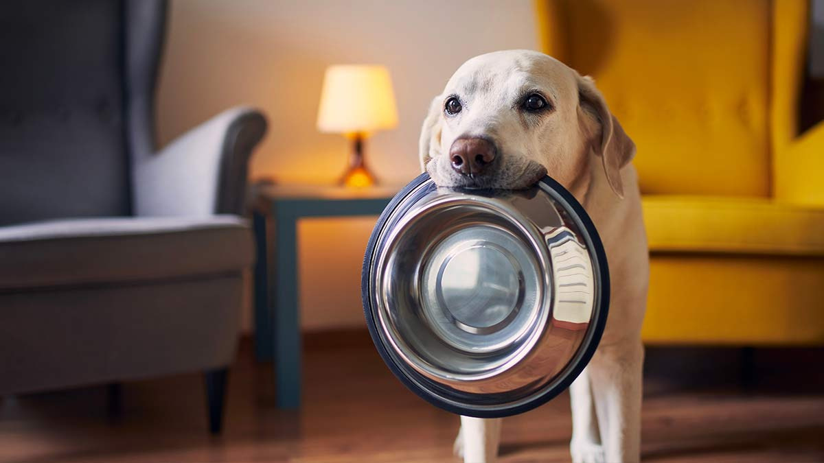 ¿Tu perro tiene hambre todo el tiempo? Podría ser una mutación genética que le provoca obesidad