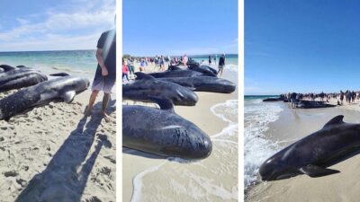 ¿Qué son las ballenas piloto, cetáceos que murieron varados en Australia?