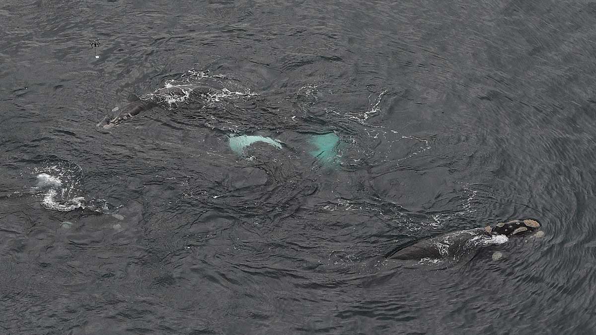 República Dominicana amplía zona protegida para conservación de ballenas jorobadas