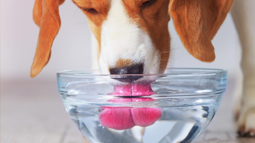 Cómo afecta el agua contaminada a tus mascotas