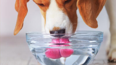 Cómo afecta el agua contaminada a tus mascotas