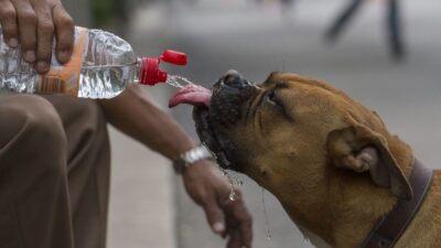Vecinos de la Benito Juárez dan agua embotellada a sus mascotas ante la contaminación del líquido en esta alcaldía de la CDMX