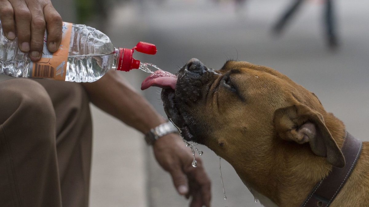 Vecinos de la Benito Juárez protegen a sus mascotas ante agua contaminada