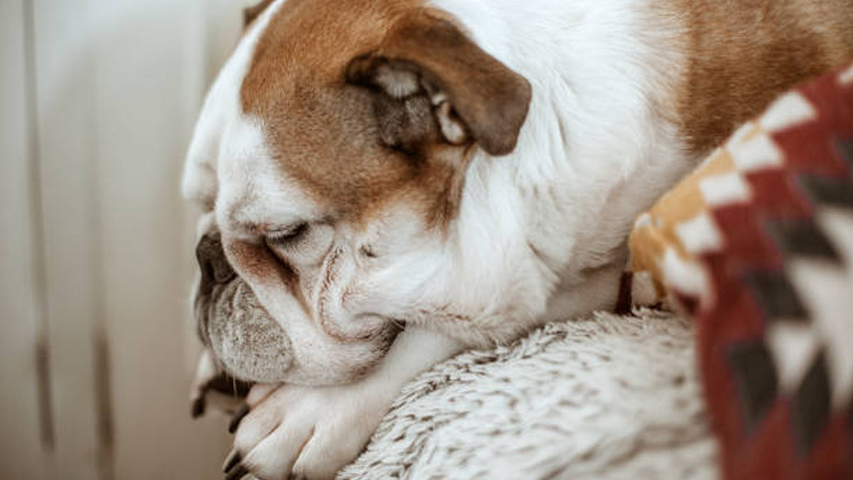 ¿Qué hacer si tu perro ronca mucho?