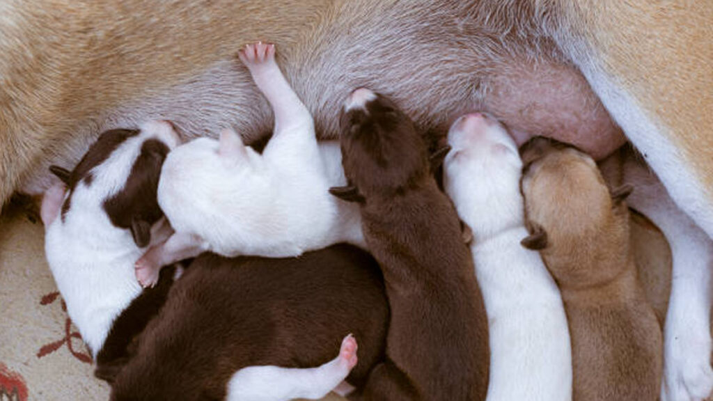 Una perra puede embarazarse de dos machos diferentes a la vez