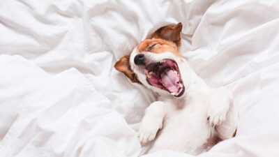 Por qué no despertar a tu perro cuando tiene una pesadilla