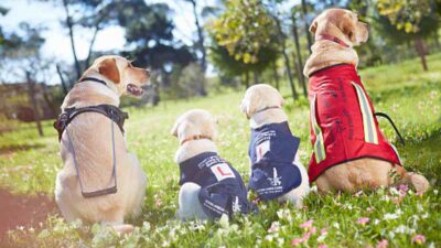 Diferencias entre perro guía, de asistencia y de apoyo emocional