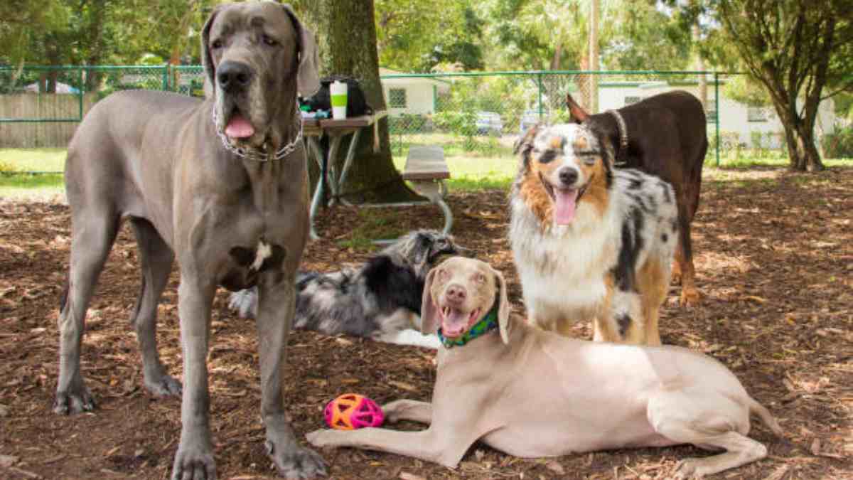 ¡Excelente calidad! 6 razas de perros que suelen ser más sanas