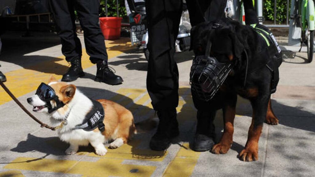 Fuzai, el perro corgi policía de China