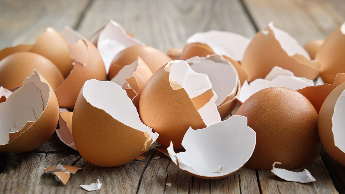 Por qué las cascaras de huevo son buenas para tu mascota