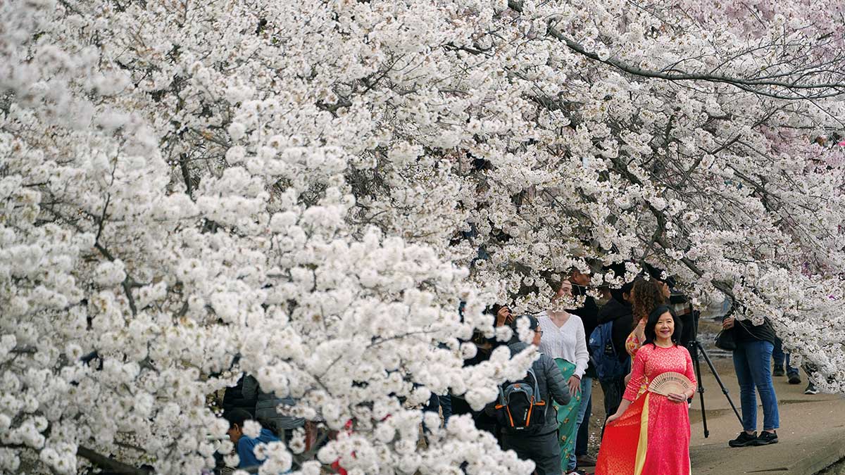 Floración del cerezo, espectáculo imperdible en Japón