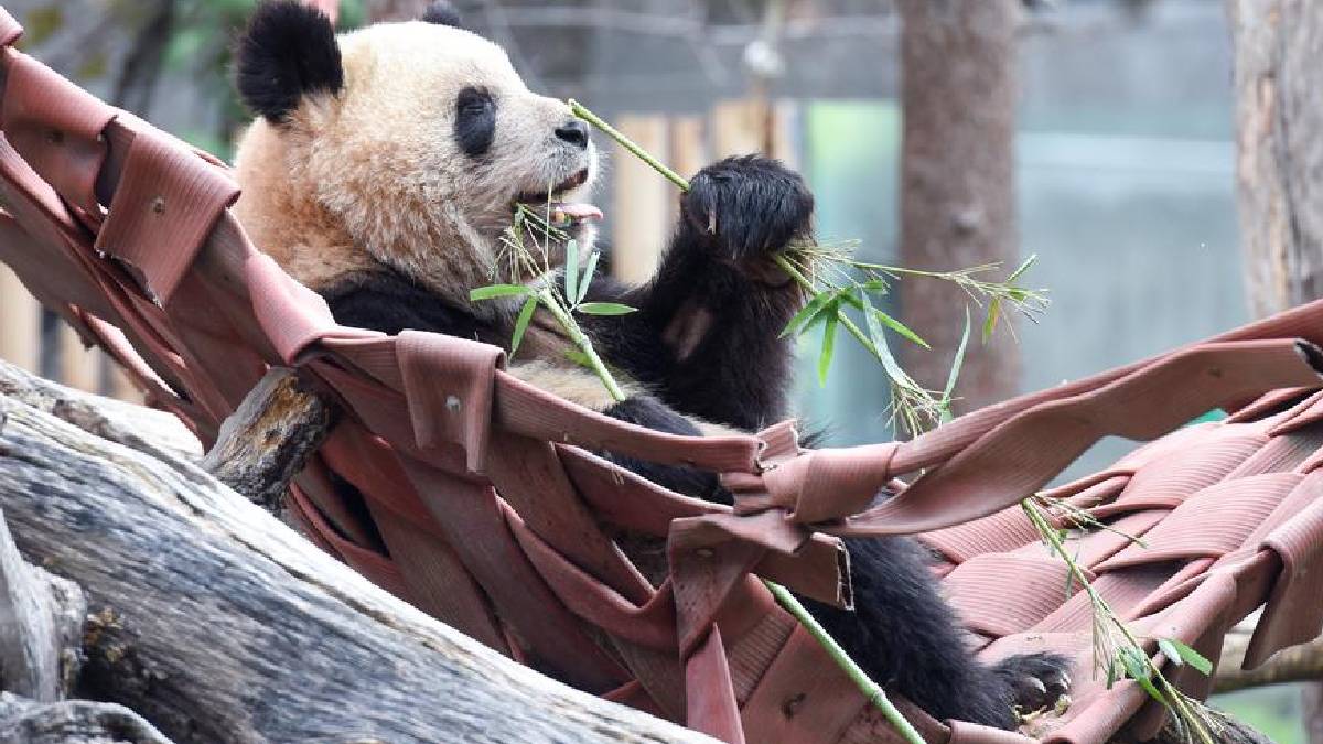 ¡Embajadores peludos! China enviará a España nueva pareja de pandas gigantes