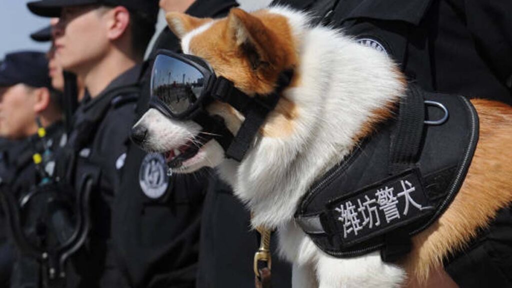 Fuzai, el perro corgi policía de China