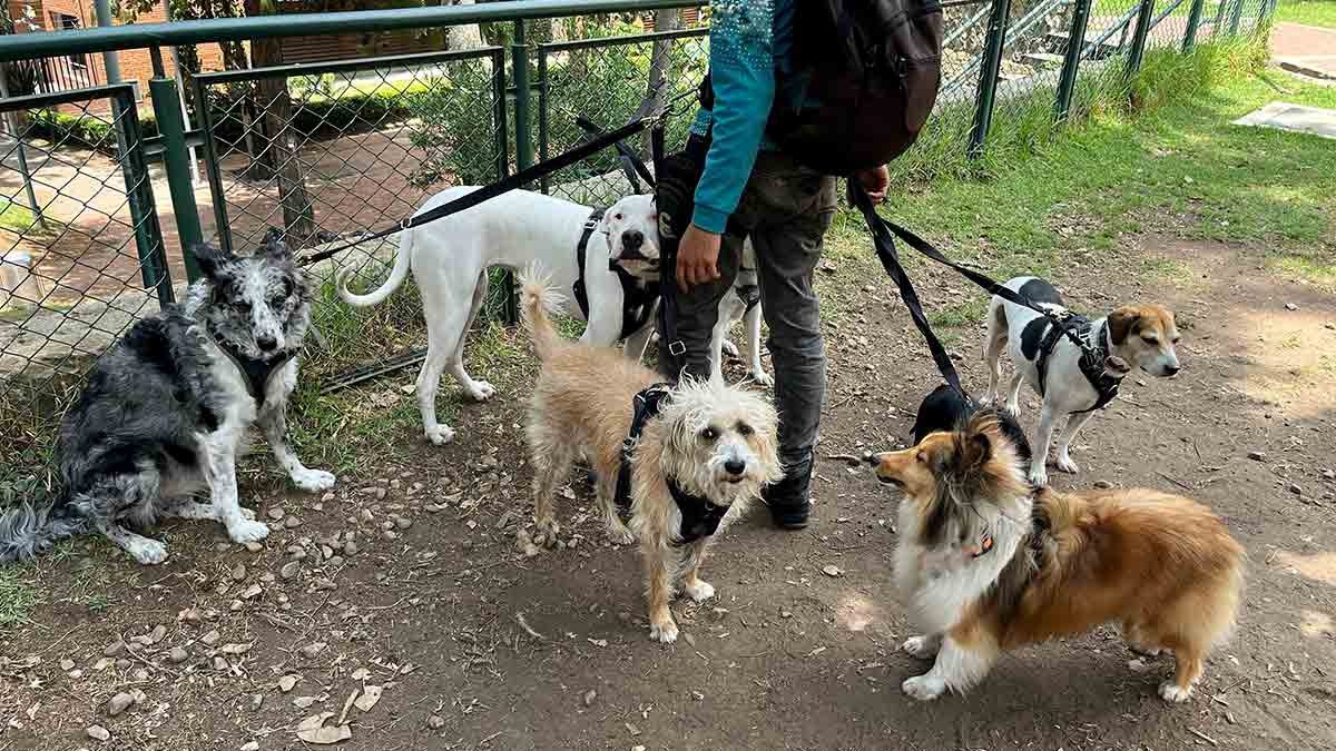 Curso para paseadores de mascotas en Querétaro, te decimos cuándo y cómo inscribirte