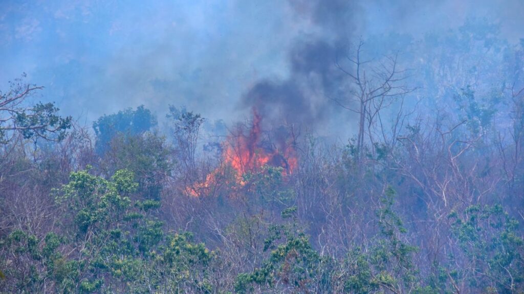 Aspecto del parque nacional El Veladero, en Acapulco, donde se han registrado incendios