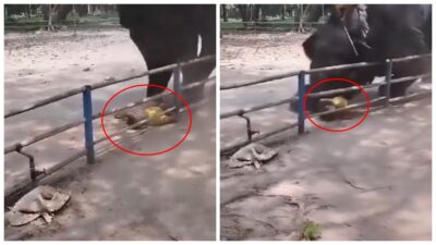 ¡Brutal ataque! Adolescente muere al ser aplastado por elefante en zoológico de Bangladesh