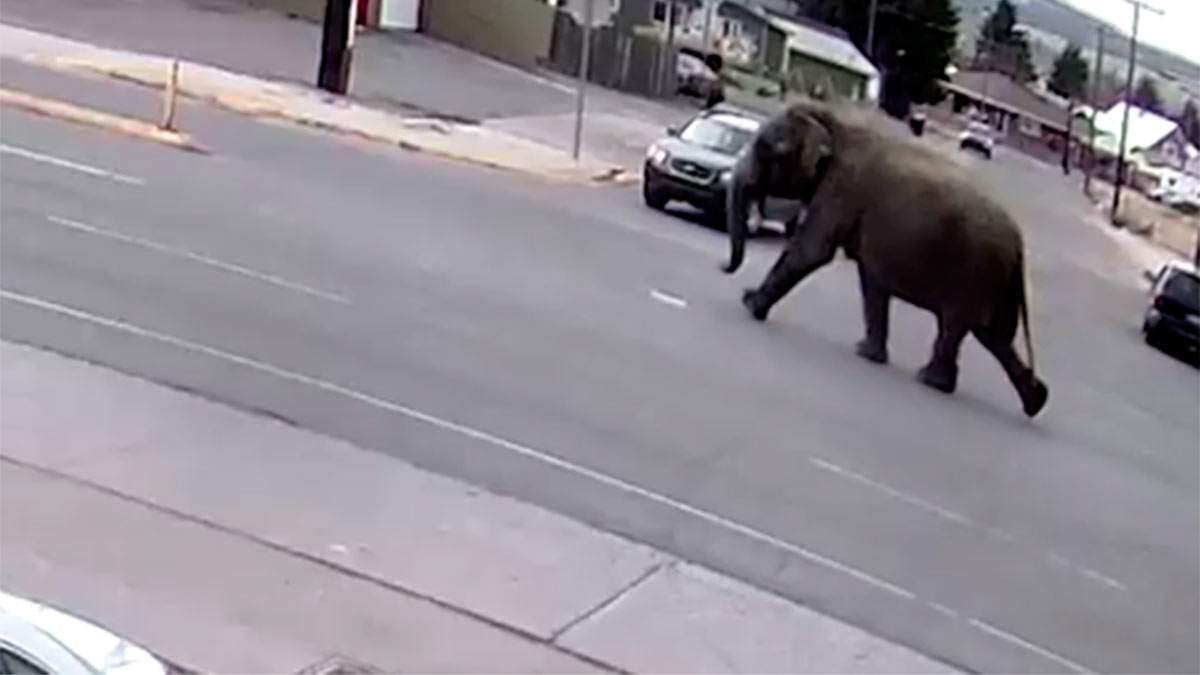 Video: ¿Por qué un elefante deambulaba por las calles de Estados Unidos?
