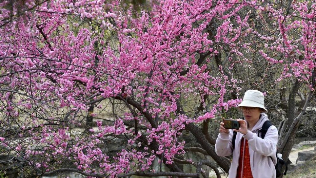 excursiones de primavera entre los jóvenes de China