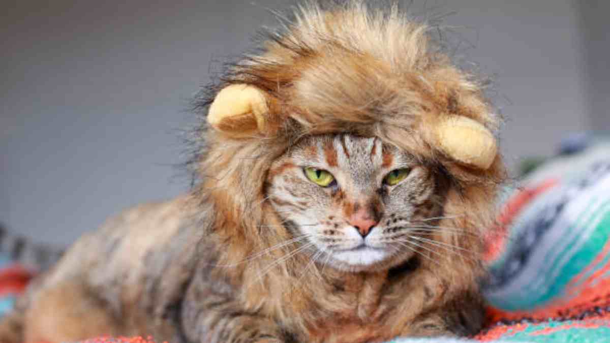 ¿Gatos descienden de los leones?