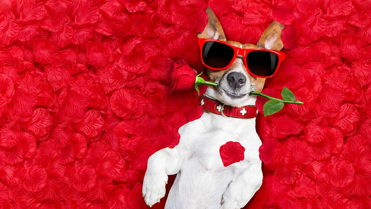 Tindog y otras aplicaciones de cita de amor para perritos