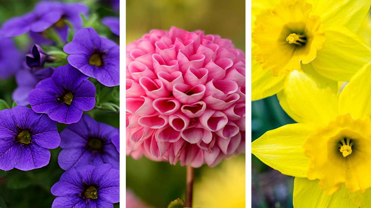 Flores para decorar tu casa en abril
