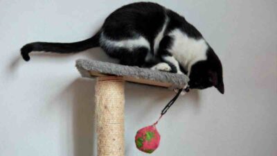 Gatificar, la nueva tendencia para adaptar tu casa a un gato
