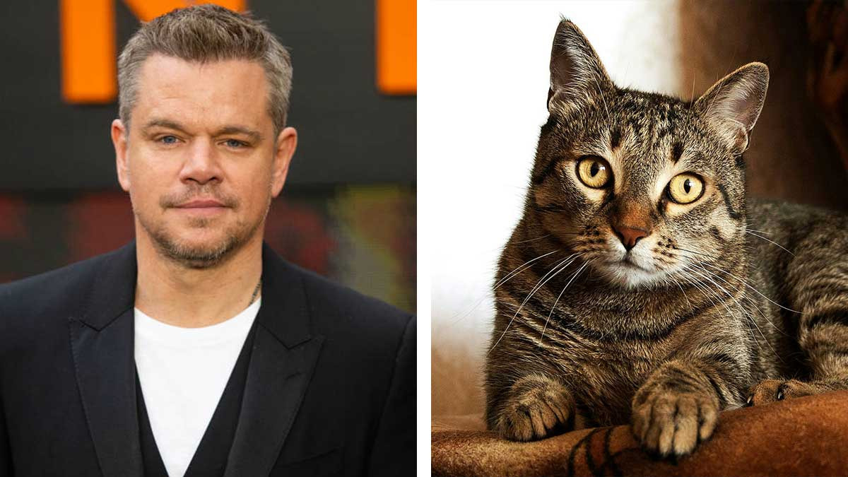El gato de Matt Damon adoptado en Costa Rica tiene cáncer y ahora busca tratarlo con esteroides