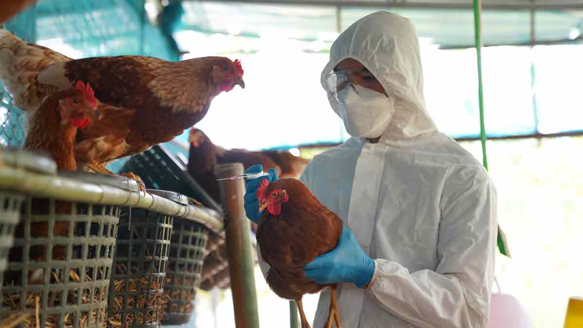 OMS: Riesgo de que gripe aviar se propague a humanos es ‘enorme preocupación’