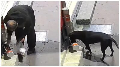 Lo exhiben en video: hombre “espanta” a perrito callejero y le quita sus croquetas.