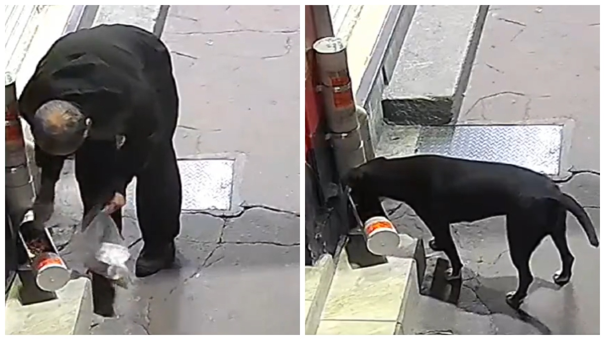 Lo exhiben en video: hombre “espanta” a perrito callejero y le quita sus croquetas