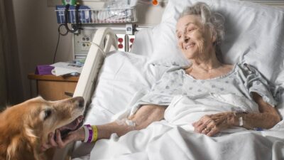 Un hospital español recluta perros de terapia para levantar la moral de los pacientes