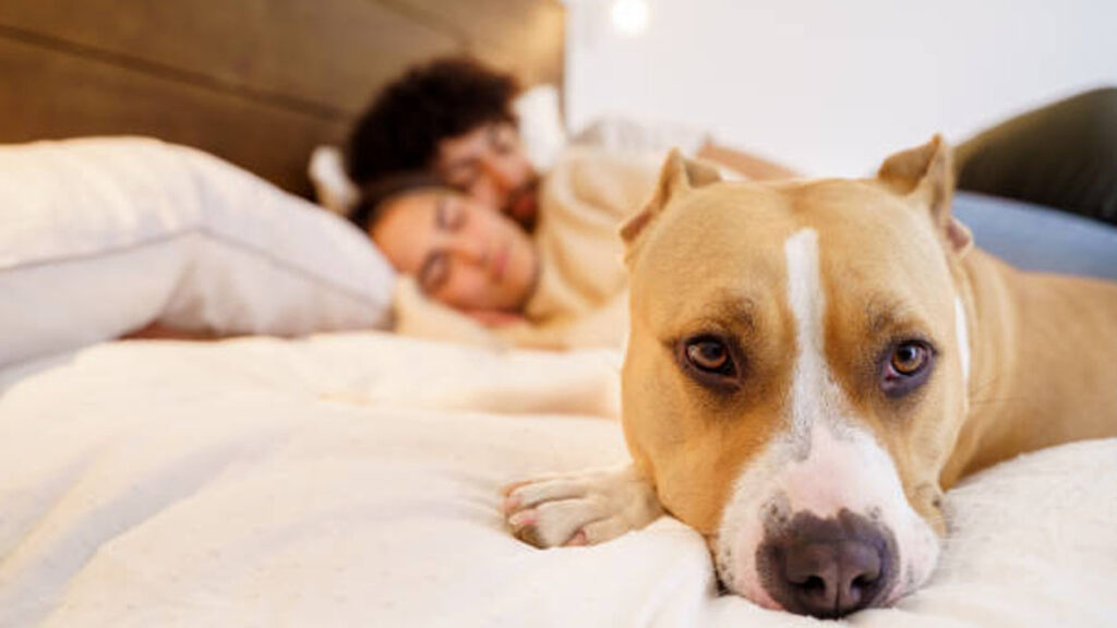 20 por ciento de los perros sufre algún tipo de trastorno del sueño