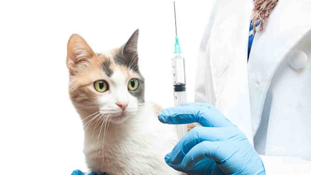 Vacunas que debe tener un perro y un gato