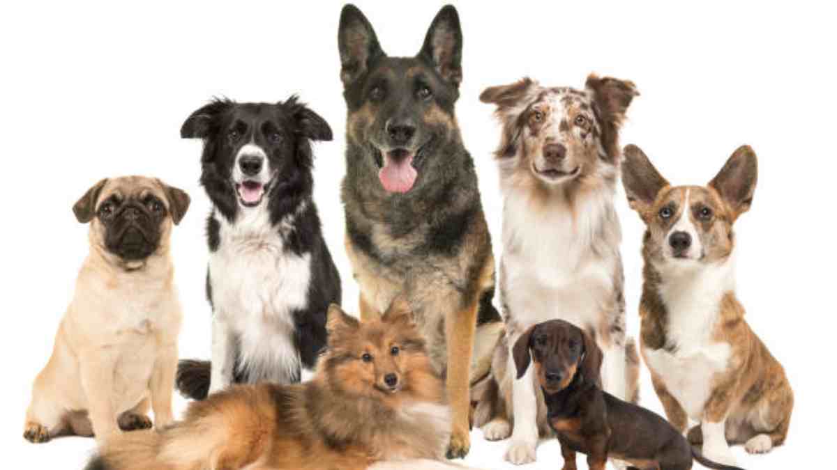 Esta es la raza de perro más desobediente de todas, según un experto