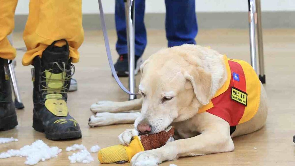 Roger, perro rescatista en el terremoto de Taiwán