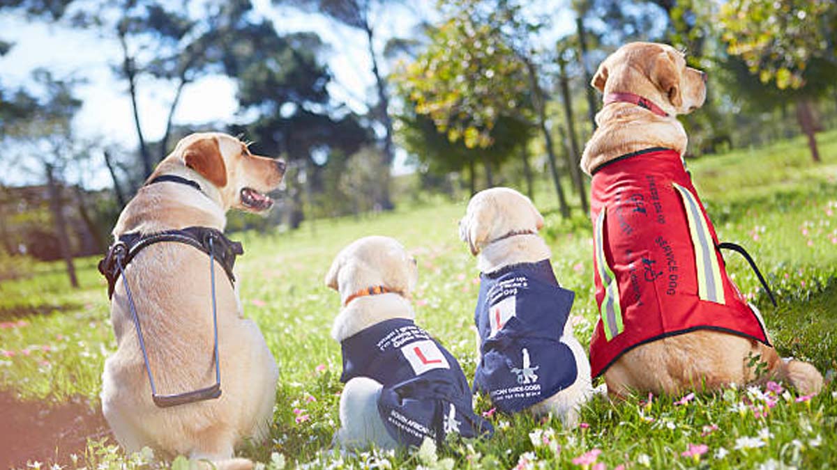 China crea grupo de perros de asistencia para ayudar a niños con autismo