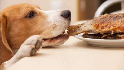 ¿Mi perro puede contraer sarna por comer pescado?