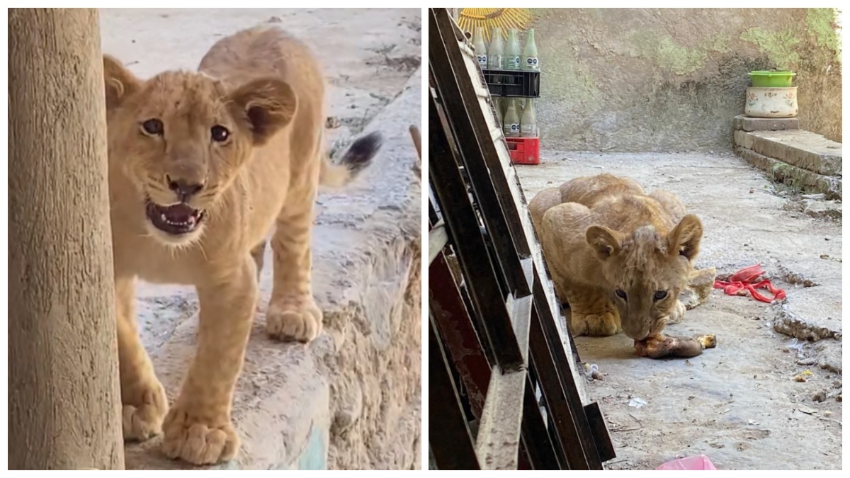 Un pequeño gatito: aseguran a león que vivía en el patio de una casa en Guadalajara