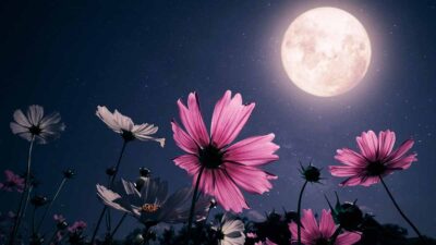 luna llena de flores mayo