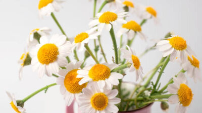Plantas medicinales